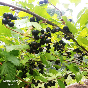 Black Currants | Green Acre Scent | Botanical Skincare Products Made in Canada