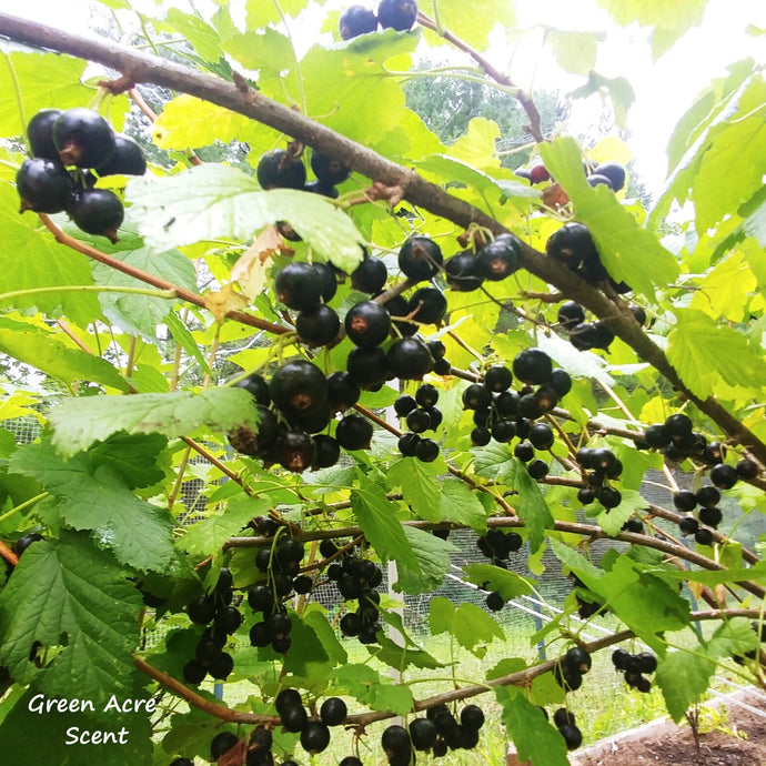 Black Currants: A tiny fruit with big benefits