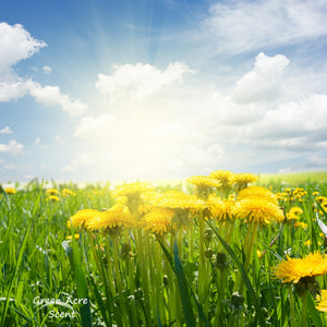 Dandelions, more than just weeds