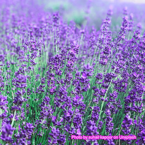 Lavender Field