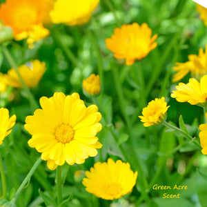 Calendula: A Ray of Sunshine in Your Garden